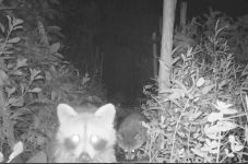 Raccoons checking out trail camera, Unexpected Wildlife Refuge photo