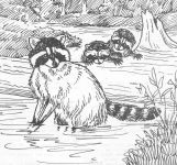 Raccoon family, sketch by Hope Sawyer Buyukmihci, Refuge co-founder and artist