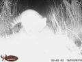 Raccoon by trail camera