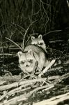 Raccoons at Otter Dam, Unexpected Wildlife Refuge photo