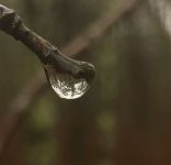 Raindrop creates upside-down reflection of surrounding forest, Unexpected Wildlife Refuge photo