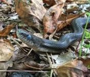 Rat snake ready to shed skin, Unexpected Wildlife Refuge photo