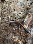Red-backed salamander, Unexpected Wildlife Refuge photo