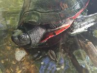 Northern red-bellied turtle, Unexpected Wildlife Refuge photo