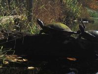 Red-bellied turtles, Unexpected Wildlife Refuge photo