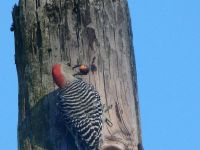 Red-bellied woodpecker