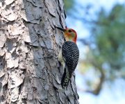Red-bellied woodpecker, photo by Leor Veleanu