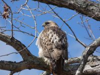 Red-tailed hawk, Unexpected Wildlife Refuge photo
