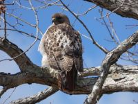 Red-tailed hawk, Unexpected Wildlife Refuge photo