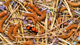 Female red velvet ant, Unexpected Wildlife Refuge photo