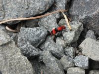 Red velvet ant wasp, Unexpected Wildlife Refuge photo