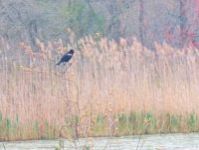 Red-winged blackbird singing, Unexpected Wildlife Refuge photo