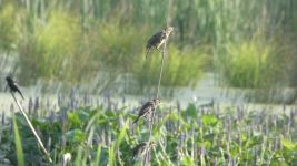 Male and female red-winged blackbirds, Unexpected Wildlife Refuge photo