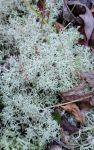 Reindeer lichen near main pond, Unexpected Wildlife Refuge photo