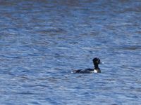 Ring-necked duck in main pond, Unexpected Wildlife Refuge photo