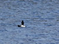 Male ring-necked duck on main pond, Unexpected Wildlife Refuge photo