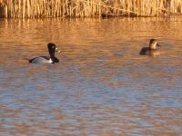 Ring-necked duck couple on main pond, Unexpected Wildlife Refuge photo