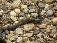 Ring-necked snake, Unexpected Wildlife Refuge photo