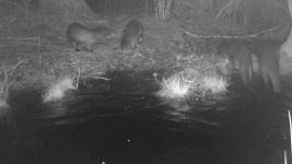 River otter family in main pond trail camera photo
