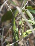 Rough green snakes mating near the main trail, Unexpected Wildlife Refuge photo