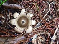 Rounded earthstar mushroom, Unexpected Wildlife Refuge photo