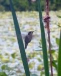 Ruby-throated hummingbird, Unexpected Wildlife Refuge photo