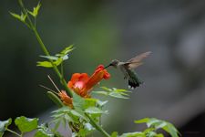 Ruby-throated hummingbird, photo by Jeremy Amsterdam