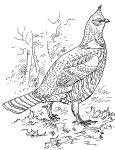 Ruffed grouse drawing by Edmund J Sawyer