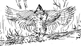 Ruffed grouse, sketch by Hope Sawyer Buyukmihci, Refuge co-founder and artist