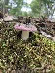 Russula mushroom