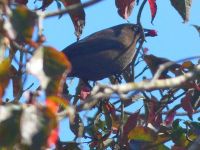 Rusty blackbird eating dogwood berries, Unexpected Wildlife Refuge photo