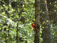 Scarlet tanager along boundary trail, Unexpected Wildlife Refuge photo