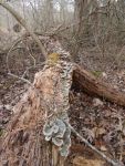 Shelf fungi, Unexpected Wildlife Refuge photo