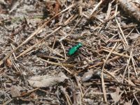 Six-spotted tiger beetle, Unexpected Wildlife Refuge photo