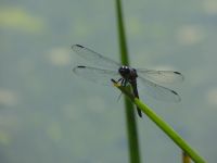 Slaty skimmer dragonfly, Unexpected Wildlife Refuge photo