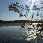 Purple slender aster over main pond, Unexpected Wildlife Refuge photo