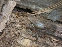 Snail on decaying log, Unexpected Wildlife Refuge photo