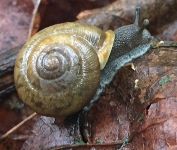 Snail on leaf, Unexpected Wildlife Refuge photo