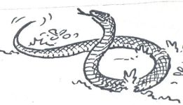 Drawing of snake by Hope Sawyer Buyukmihci