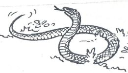 Snake drawing