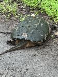 Snapping turtle, Unexpected Wildlife Refuge photo