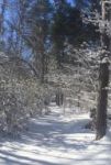 Snow covered trail, Unexpected Wildlife Refuge photo