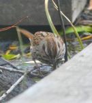 Song sparrow on boardwalk, Unexpected Wildlife Refuge photo