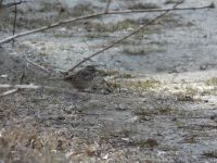 Song sparrow, Unexpected Wildlife Refuge photo