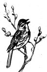 Sparrow drawing by Hope Sawyer Buyukmihci, Refuge co-founder