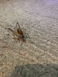 Spider cricket in Miller House, Unexpected Wildlife Refuge photo