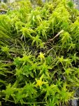 Spiky bog-moss, Unexpected Wildlife Refuge photo