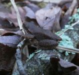 Spring peeper, Unexpected Wildlife Refuge photo