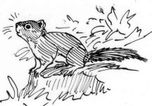 Squirrel, sketch by Hope Sawyer Buyukmihci, Refuge co-founder and artist