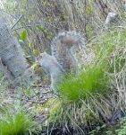 Squirrel gathering nesting materials, Unexpected Wildlife Refuge photo